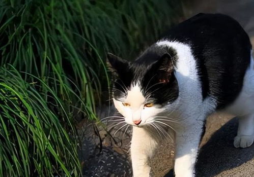 主人离家的九日，猫咪与水淹厕所的欠费故事