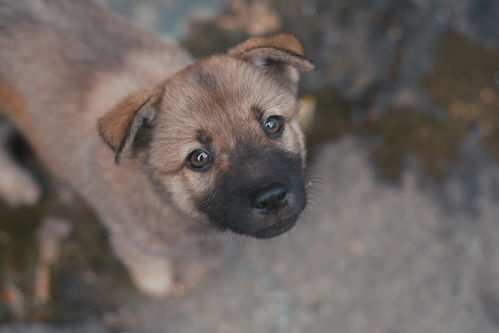 网购之谜，一只未及袜子大小的恶犬