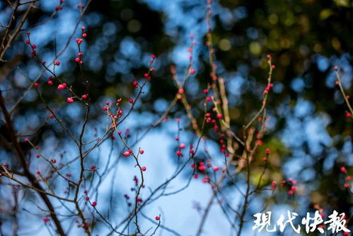 南京玄武湖绽放罕见六瓣梅花，冬日里的奇迹与诗意