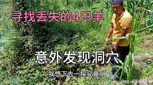 澳一男子意外发现后院藏有102条毒蛇，惊险的发现与勇敢的应对