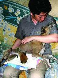 男子住动物园酒店遭遇小熊猫进屋咬伤事件纪实
