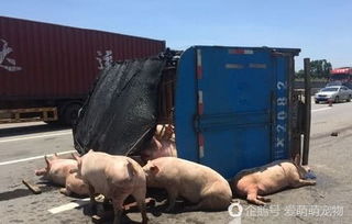 高速惊现42头猪大逃亡