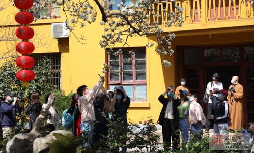 河南八旬老人法喜寺探访五百年玉兰的传奇之旅