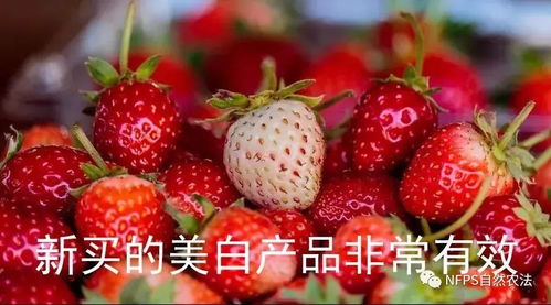 草莓瘟，一个不实的谣言——为何我们依然可以安心享受草莓的甜美？