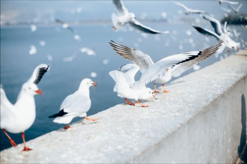 海鸥的回馈，小朋友仰头喂海鸥，意外收获的反喂体验
