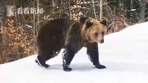 西藏棕熊雪地撒欢奔跑，自然界的奇妙瞬间
