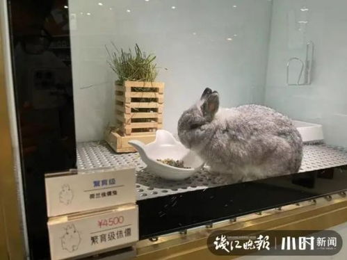 杭州兔子警官岗位上被撞事件，澄清不实传闻