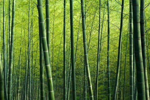 成都竹子开花，错过再等六十年