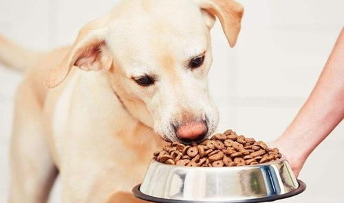 训犬粮一次喂多少？全面解析与建议